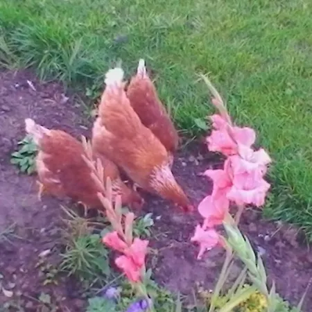 Flutter By Bed & Breakfast *
